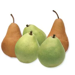 D'Anjou Pear