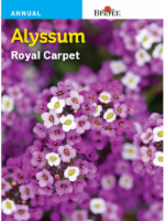 slide 1 of 1, Burpee Alyssum Royal Carpet Seeds - Purple, 1 ct