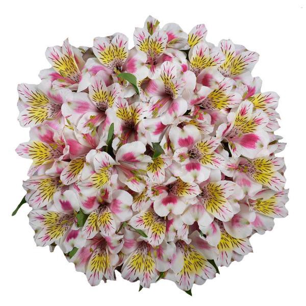 slide 1 of 1, Alstroemeria (Assorted Colors), 6 ct