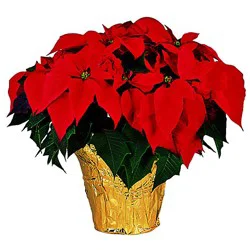 Poinsettia Red 6 Inch - Each