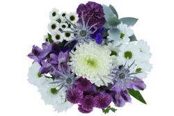Brilliance in Bloom Fresh Cut Flower Bouquet