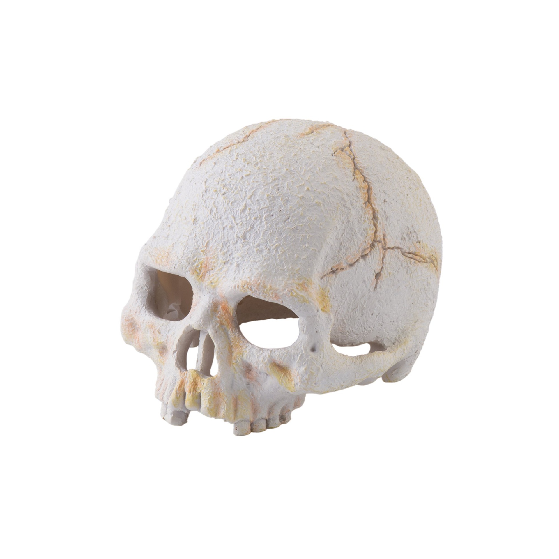 slide 1 of 1, Exo-Terra Primate Skull Secure Hiding Place, 1 ct