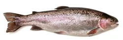 Whole Ruby Red Rainbow Trout
