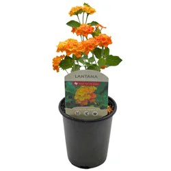 Spring Creek Growers Texas Native Lantana Horrida