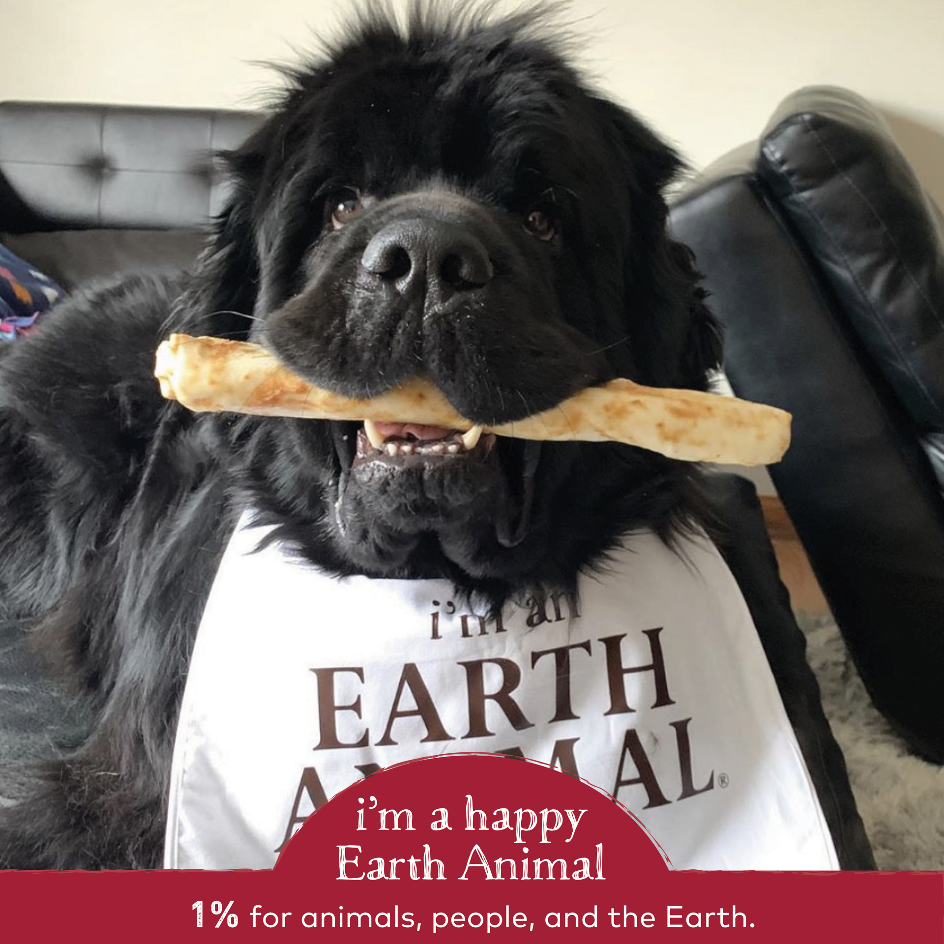 slide 4 of 5, Earth Animal No-Hide Grass-Fed Beef Large Natural Rawhide Alternative Dog Chew, 1 Count, 1 ct