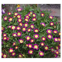 Hardy Ice Plant Assortment