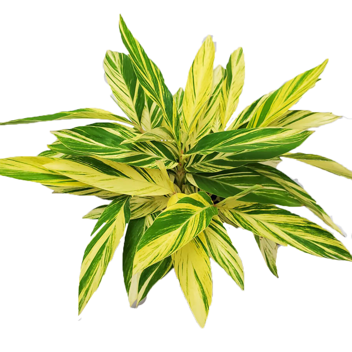 slide 2 of 2, Lowe's Variegated Shell Ginger Foundation/Hedge Shrub in 2.00 -Gallon Pot 1.0 -Pack with Multicolor Blooms, 1 ct