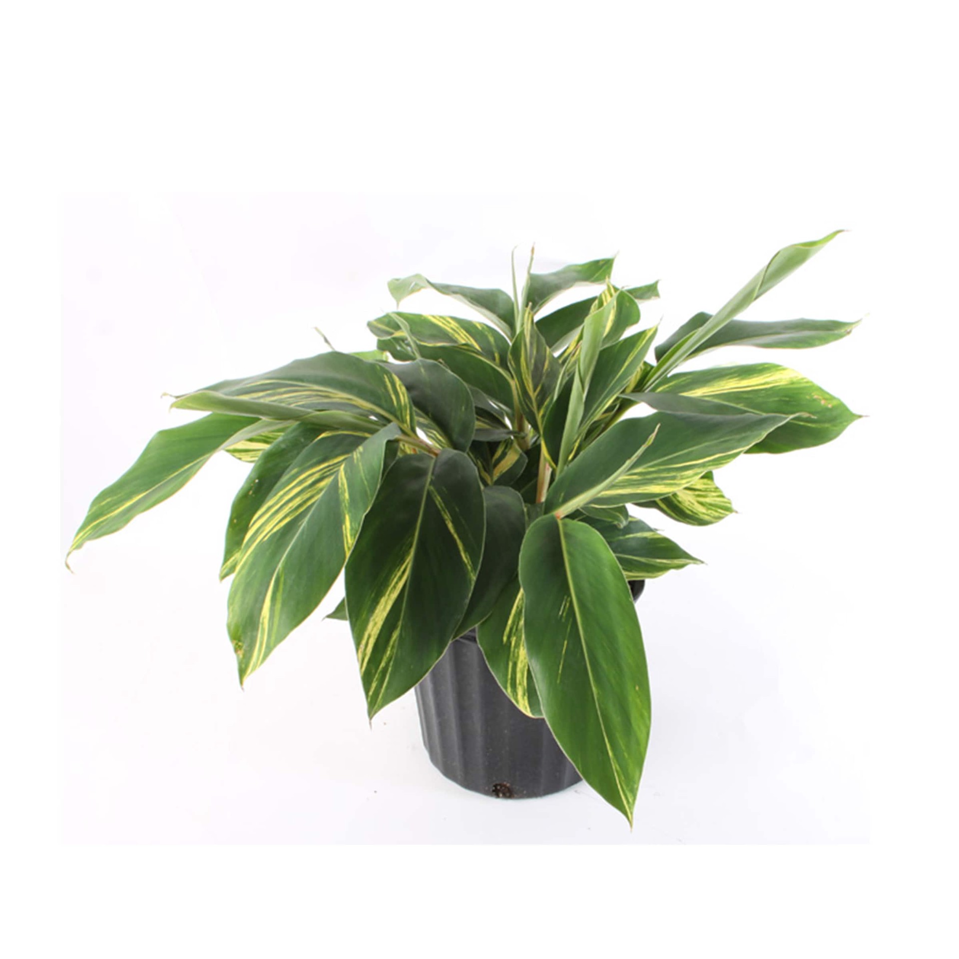 slide 1 of 2, Lowe's Variegated Shell Ginger Foundation/Hedge Shrub in 2.00 -Gallon Pot 1.0 -Pack with Multicolor Blooms, 1 ct