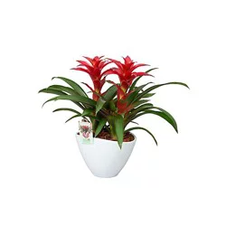 Bromeliads In Duo Combo Ceramic Vase - 2 QT
