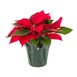 Holiday Assorted Poinsettia 4 Inch Pot