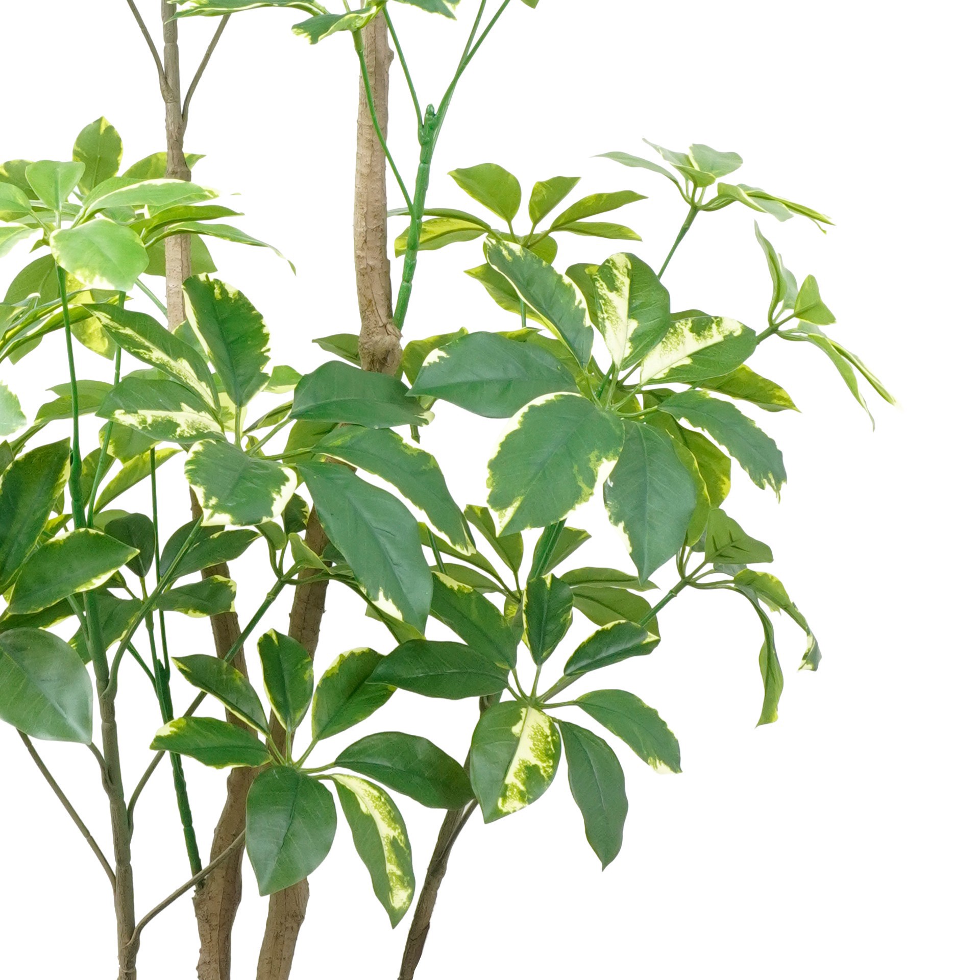 slide 3 of 4, 5ft. Potted Variegated Schefflera Tree By Ashland, 25 in x 25 in x 60 in