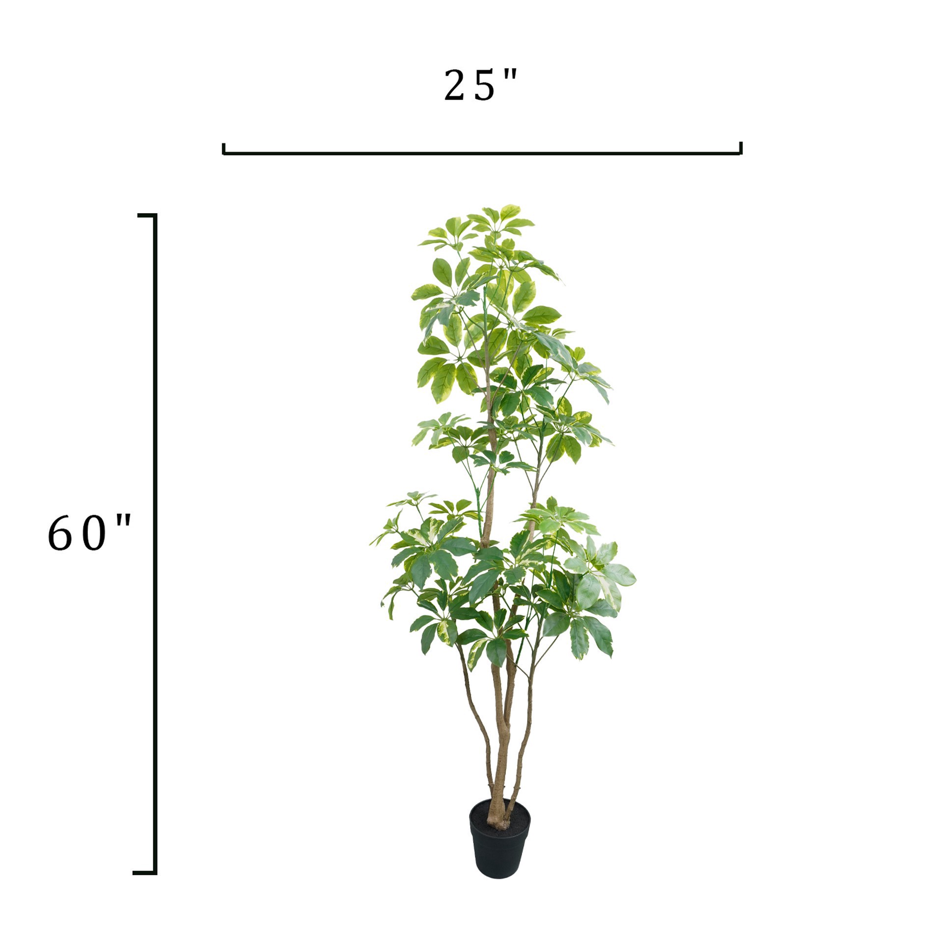 slide 4 of 4, 5ft. Potted Variegated Schefflera Tree By Ashland, 25 in x 25 in x 60 in