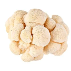 Produce Mushrooms Maitake Bulk