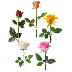 Single Long Stem Rose
