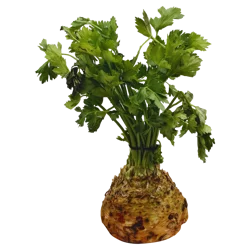Celery Root - Bulk