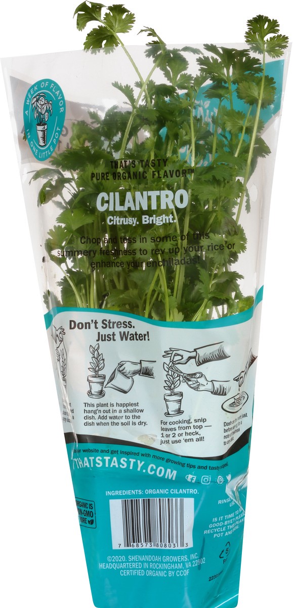 slide 10 of 11, That's Tasty Living Organic Cilantro, 1 ct