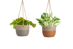 Cloud Forest Hanging Basket Potted Plant - Assorted