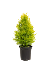 The Pinery Lemon Cypress Premium Tree