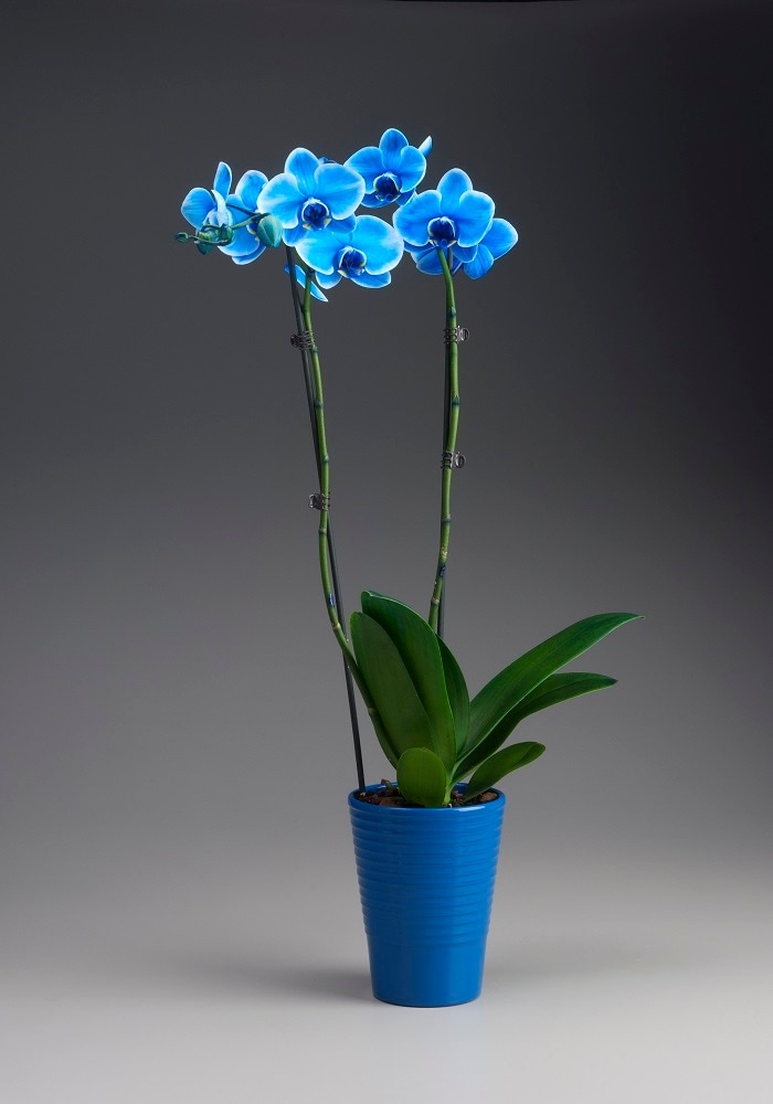 slide 1 of 1, Classic Blue Phalaenopsis Orchid, 5 in