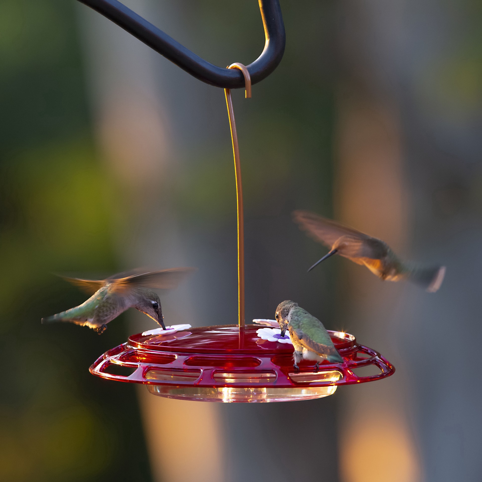 slide 4 of 6, More Birds Bird Health+ 3-in-1 Hummingbird Feeder, 1 ct