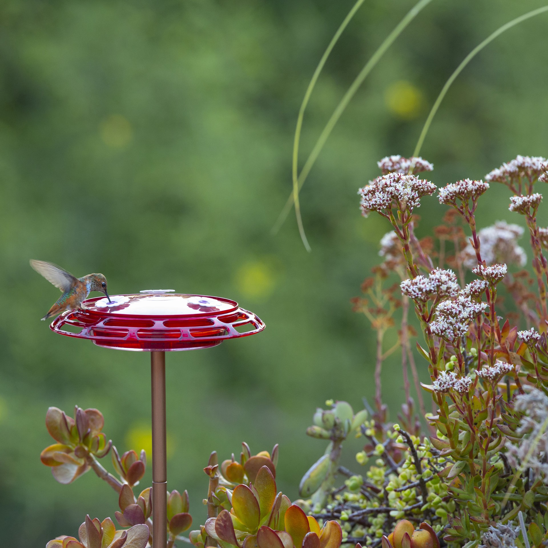 slide 6 of 6, More Birds Bird Health+ 3-in-1 Hummingbird Feeder, 1 ct