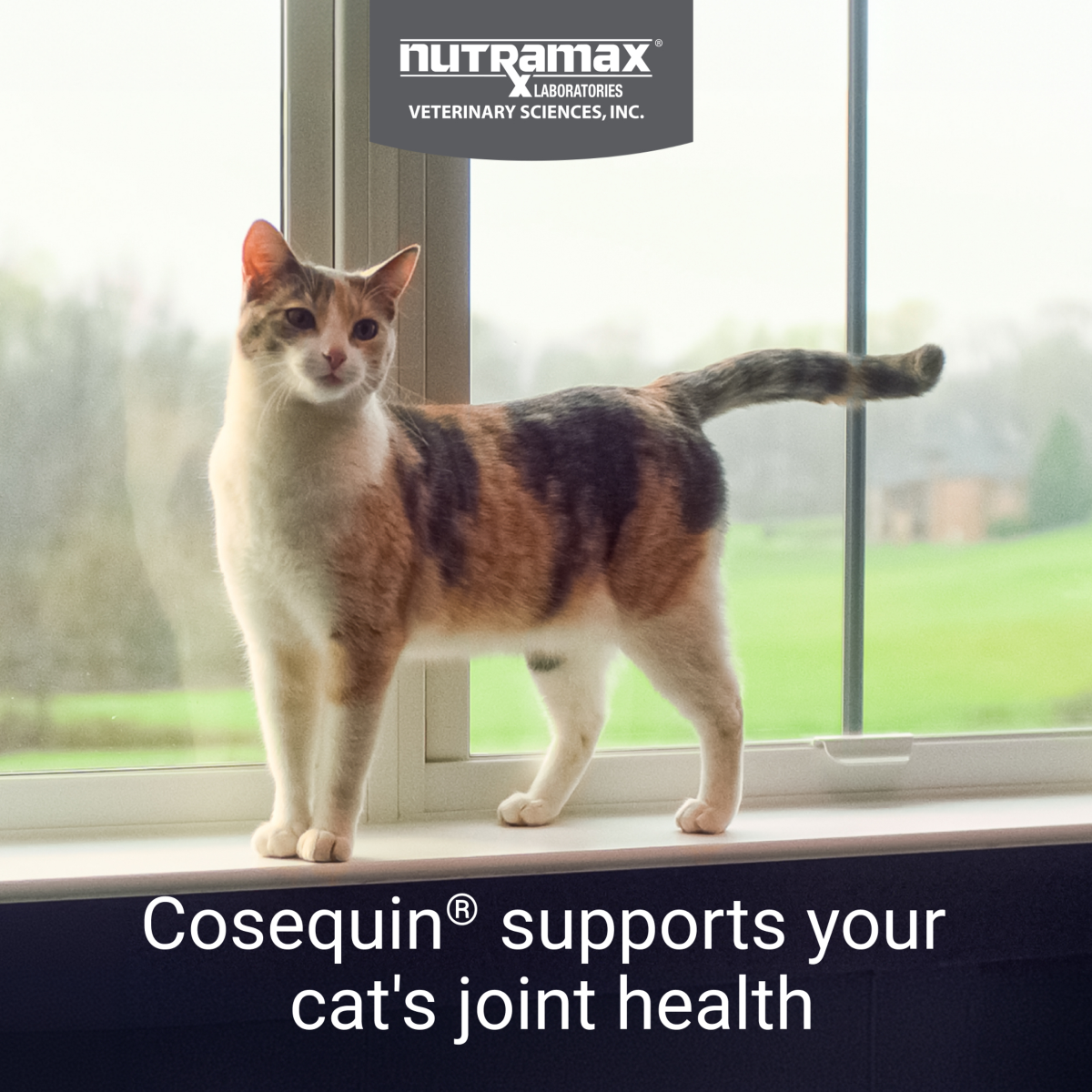 slide 3 of 5, Nutramax Pet Nutramax Cosequin Soft Chews Joint Supplement for Cats, 60 ct