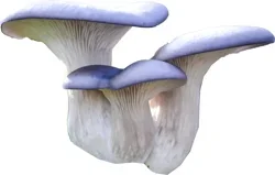 Organic Blue Oyster Mushrooms