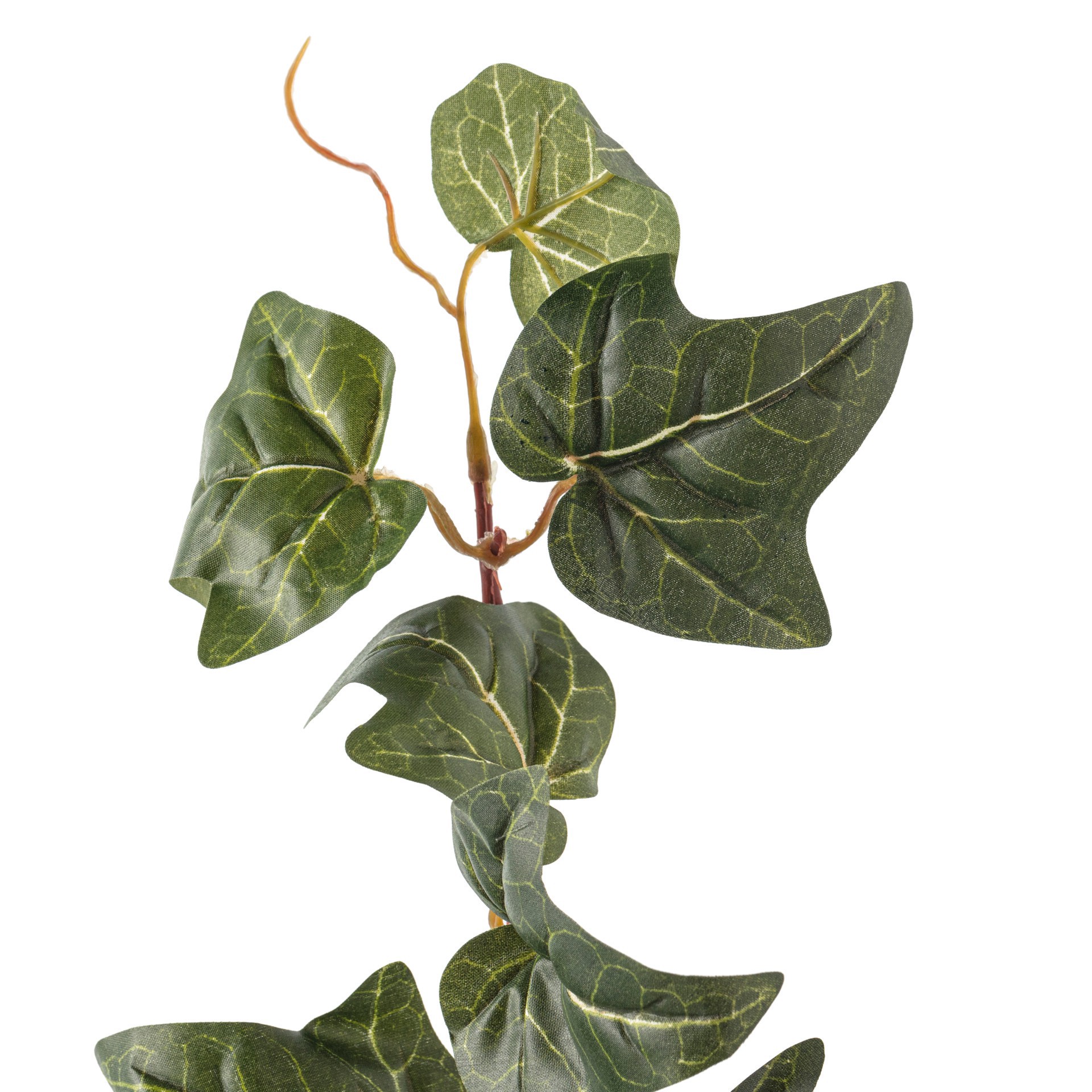 slide 4 of 4, German Ivy Bush Ivy Collection By Ashland, 32 in