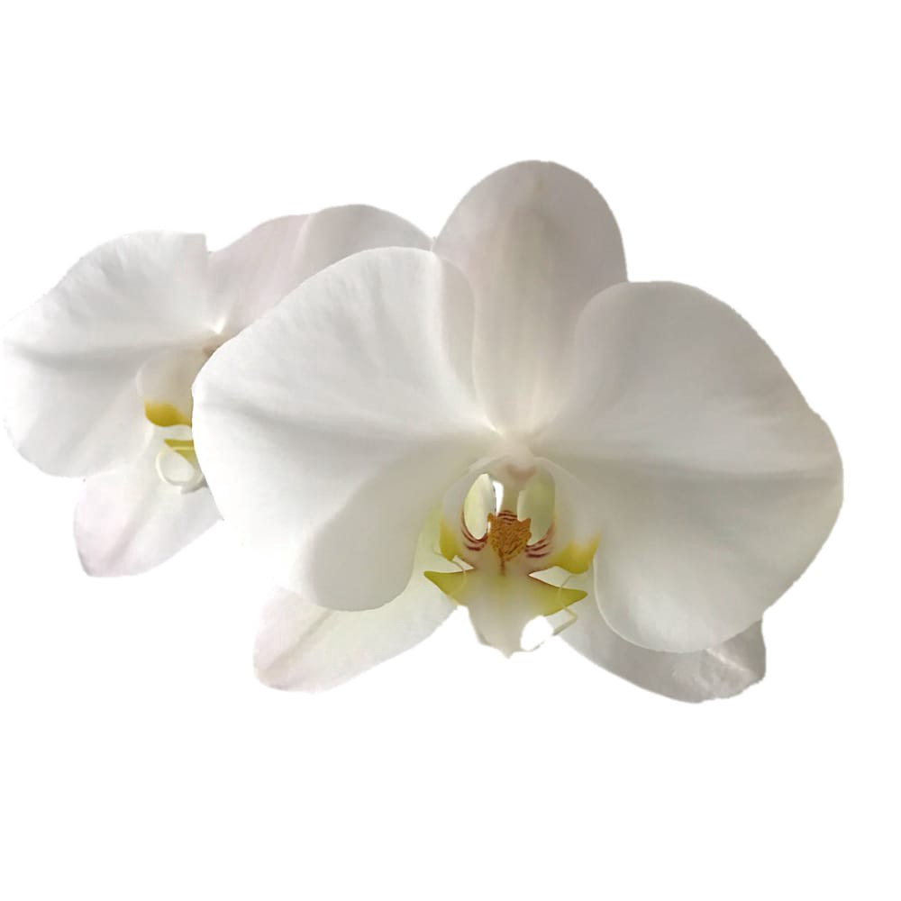 slide 4 of 4, Bloom Haus Premium Potted Orchids, 3 in