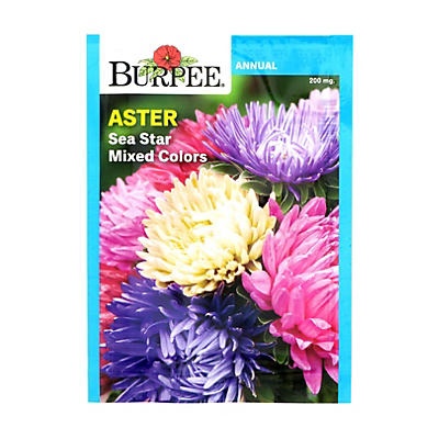 slide 1 of 1, Burpee Aster Sea Star Mixed Color Seeds, 1 ct