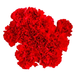 Flower Carnations