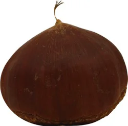 Produce Chestnuts in Shell - 1 ea