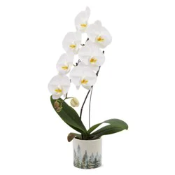Cascade Orchid In Ceramic - 5 in