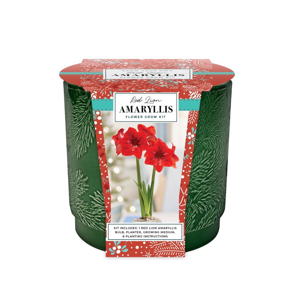 slide 1 of 1, Garden State Bulb Amaryllis Red Lion Bulb Set, 1 ct, 1 ct