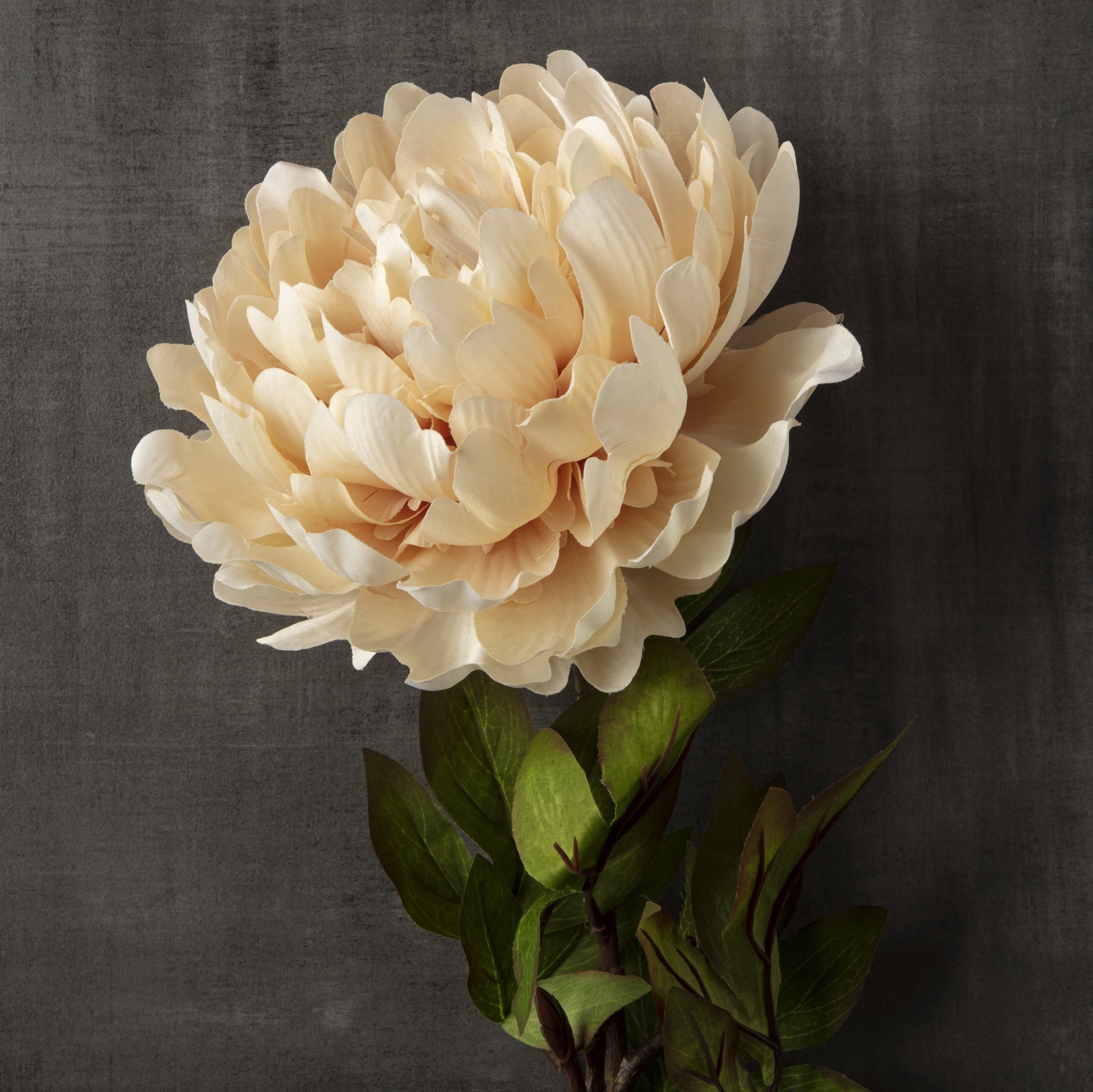 slide 3 of 3, Jumbo Cream Peony Stem By Ashland, 28.25 in