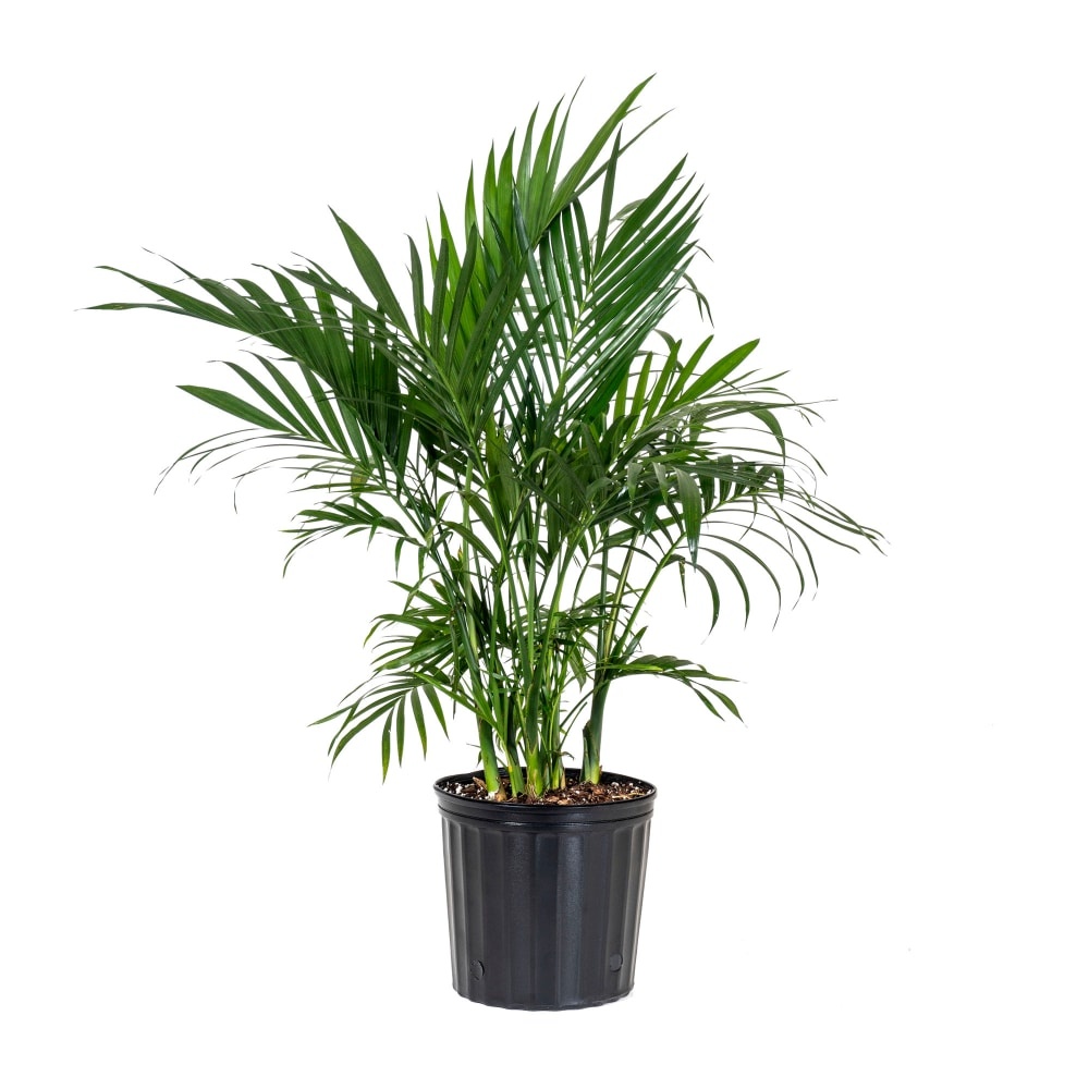 slide 1 of 1, Cat Palm Foliage, 1 ct