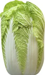 Napa Cabbage