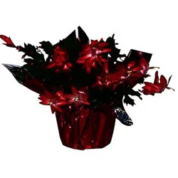 Zygo Cactus - 6 INCH