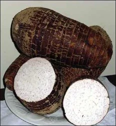 Malanga Coco