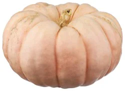 Pink Pumpkin