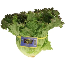 Fresh Organic Lettuce Red Leaf