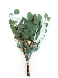 Continental Floral Greens 4 Stem Eucalyptus