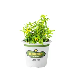 Bonnie Plants Mexican Tarragon