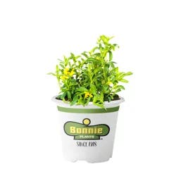 Bonnie Plants Mexican Tarragon
