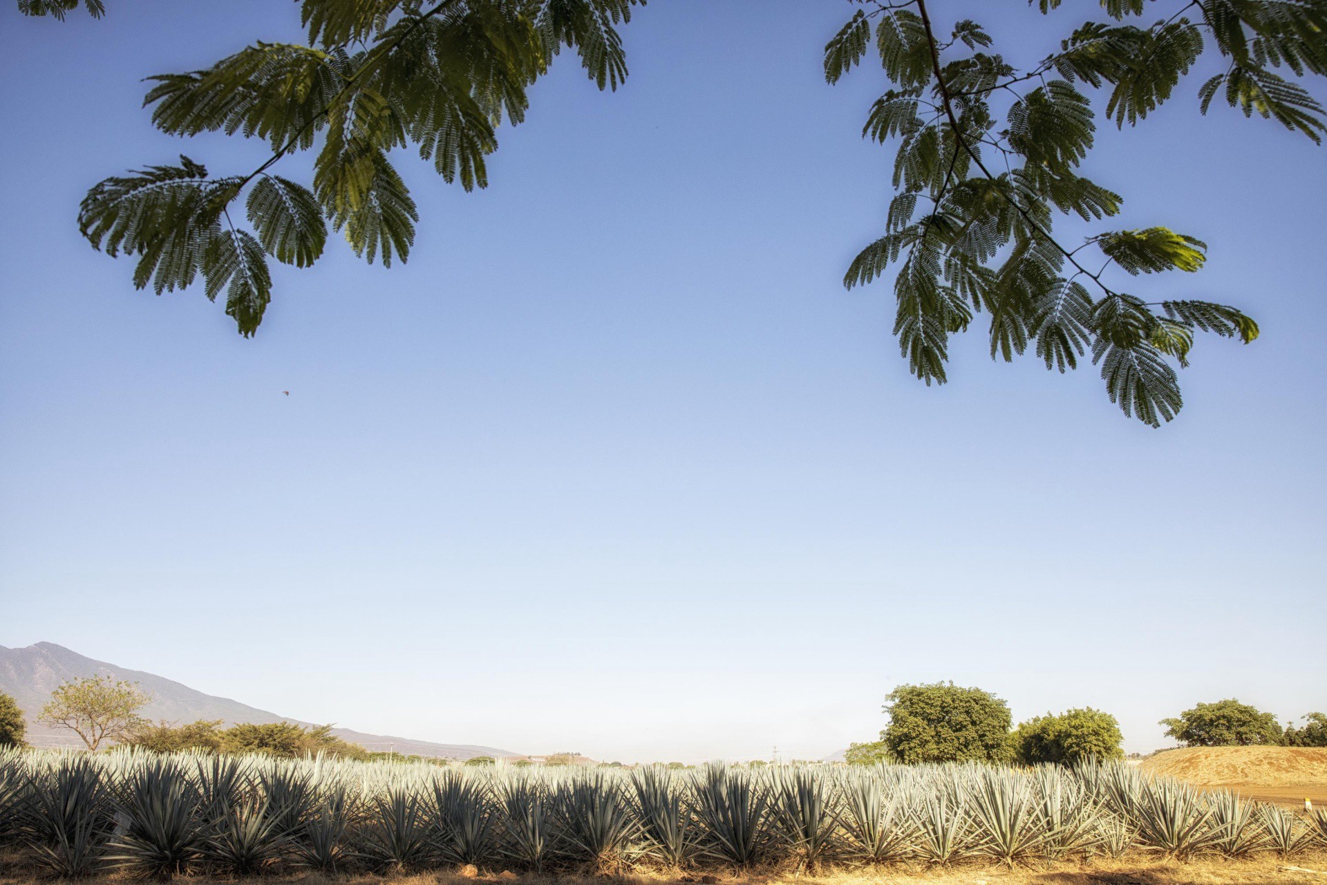 slide 4 of 7, El Jimador Silver Tequila, 1.75 liter