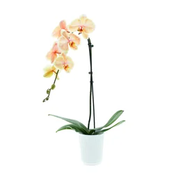 ColorFuze Apricot Orchid in Pot 5 Inch
