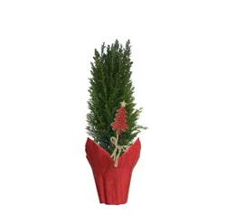 European Cypress