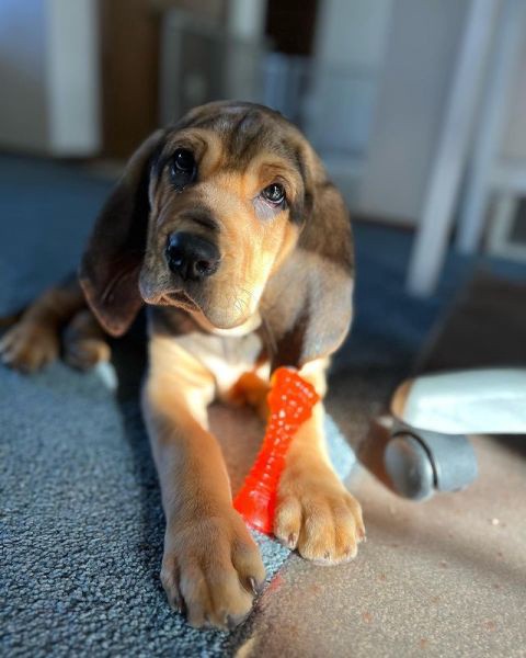 slide 3 of 10, Nylabone Puppy Chew Freezer Dog Bone Lamb & Apple Chill & Chew Cloth Small/Regular - Up to 25 Ibs.(1 Count), 1 ct