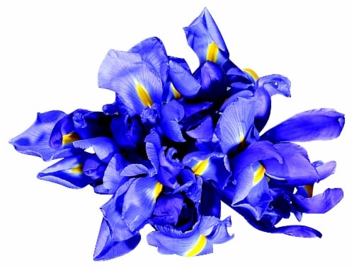 slide 1 of 1, Iris Bunch, 10 ct