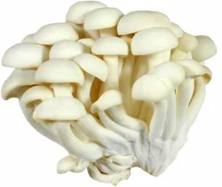 Fresh Alba Clamshell Mushrooms